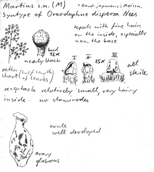 Vorschaubild Oreodaphne dispersa Nees & Mart.